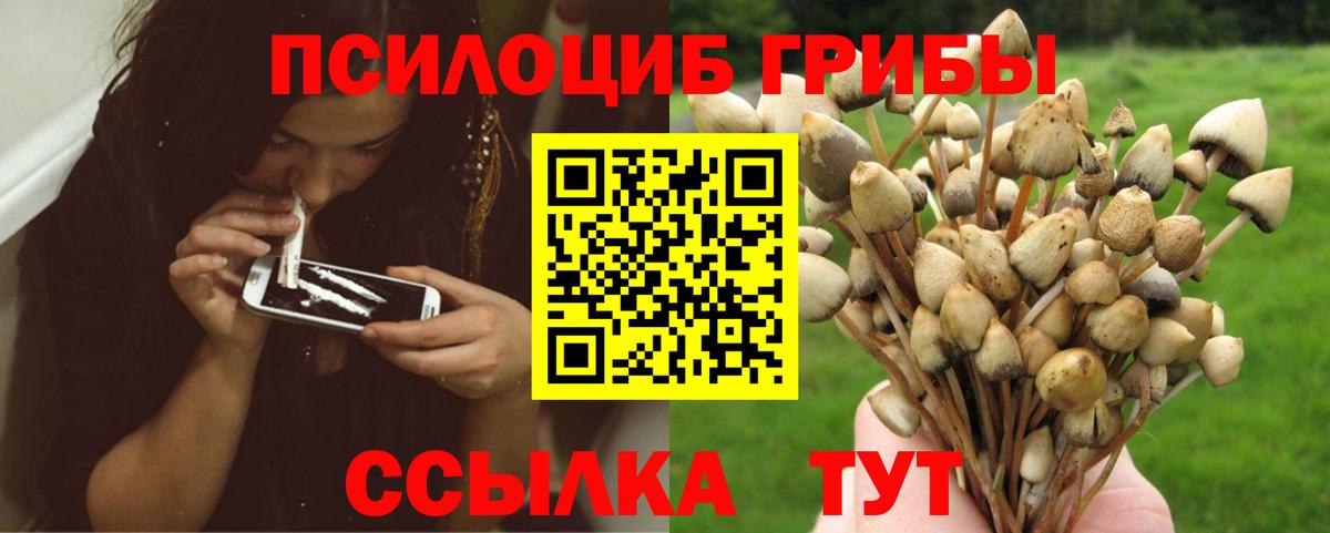 Шатура  Псилоцибиновые грибы Psilocybe  Вход с VPN  Галлюциногенные грибы мицелий 